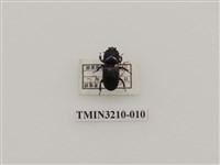 藏品(蘭嶼角葫蘆鍬形蟲)的圖片